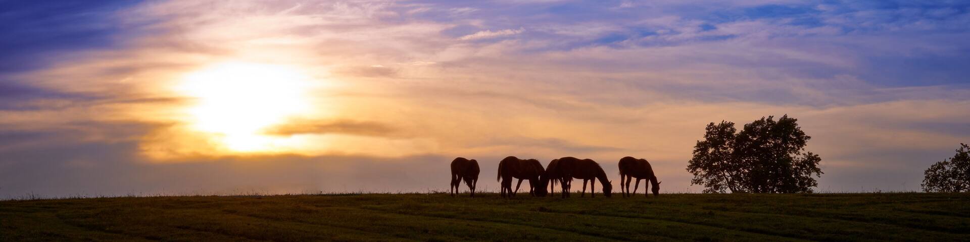 A sunset over a grassy field with several horses grazing.