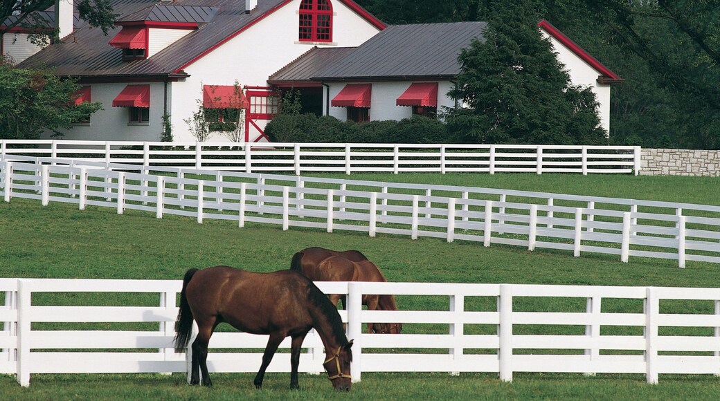 Lexington que incluye equitación y animales terrestres