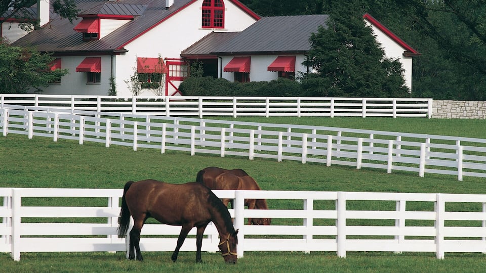 A white fence, horses, and a building with red accents.