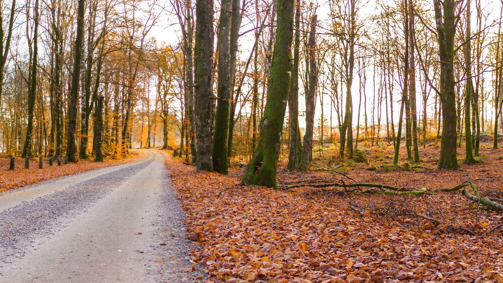 A road and fall colors at a Swedish woods in the autumn season, Gamla Åminne in Värnamo