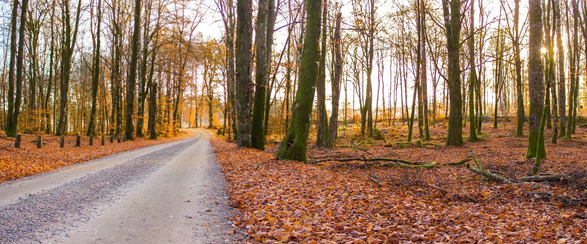 A forest road with fallen leaves and tall trees.
