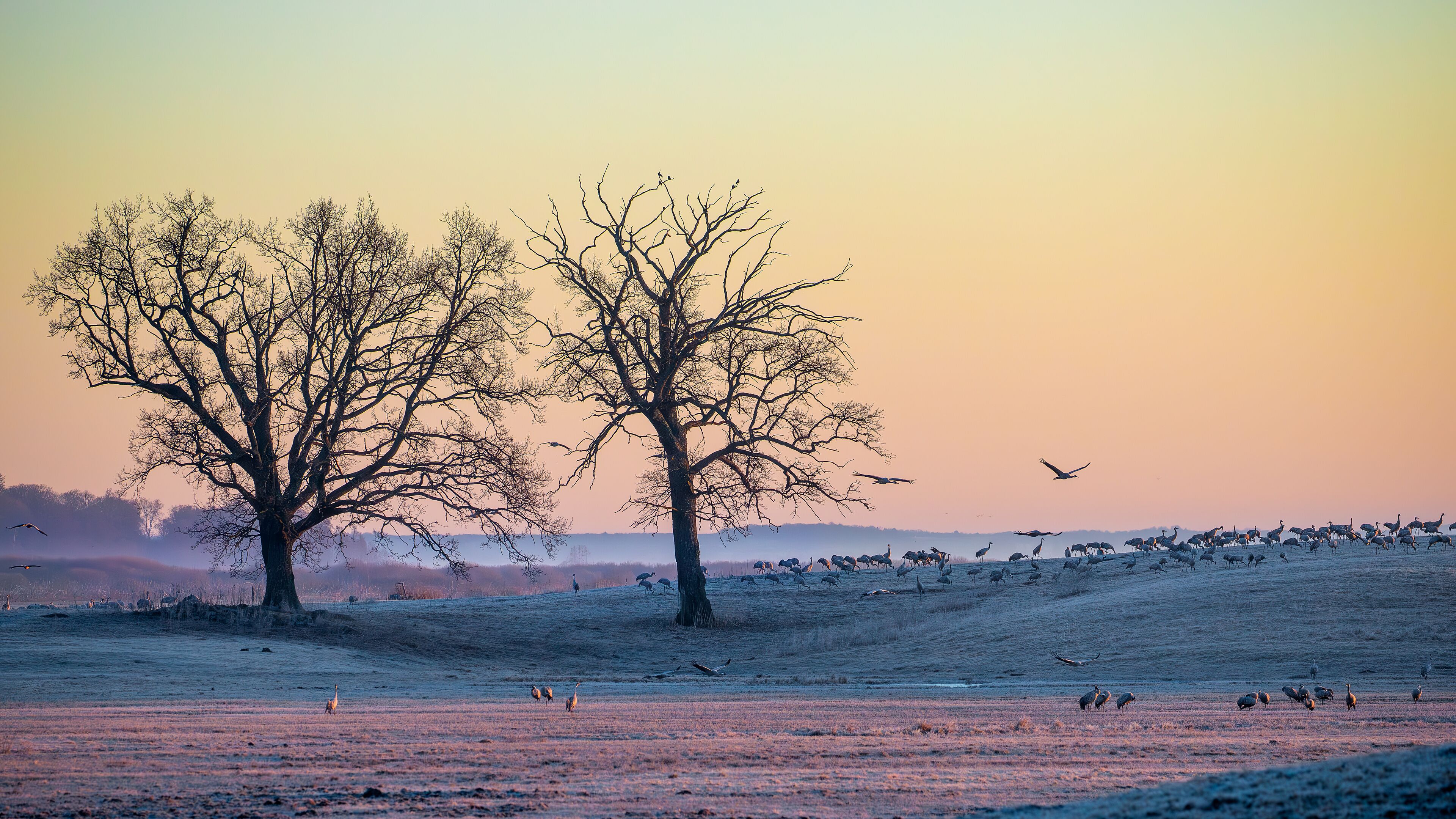 Cranes at Lake Hornborga on a cold spring morning