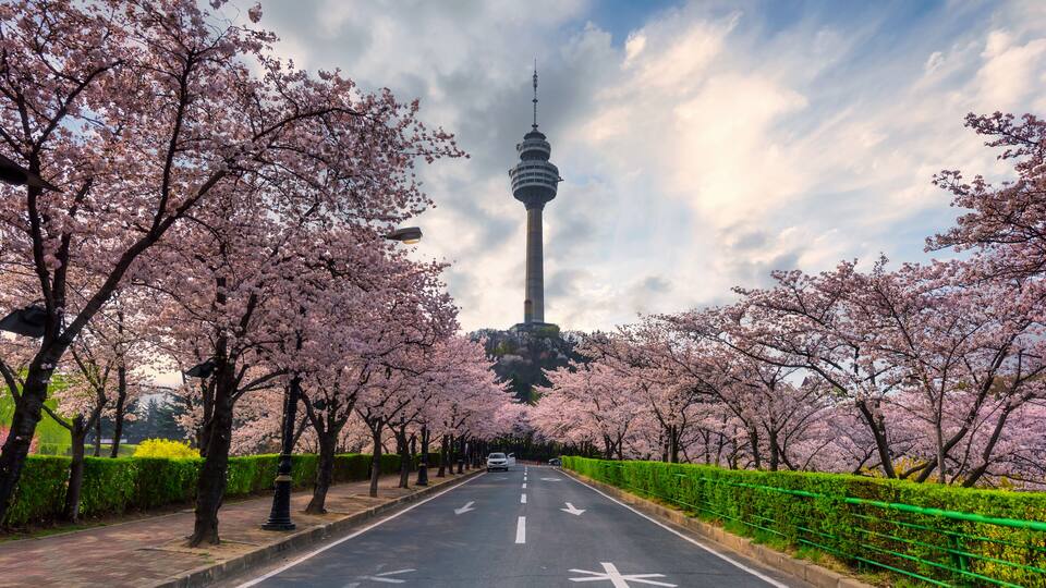 A road lined with cherry blossom trees, a tower, and a clear sky.