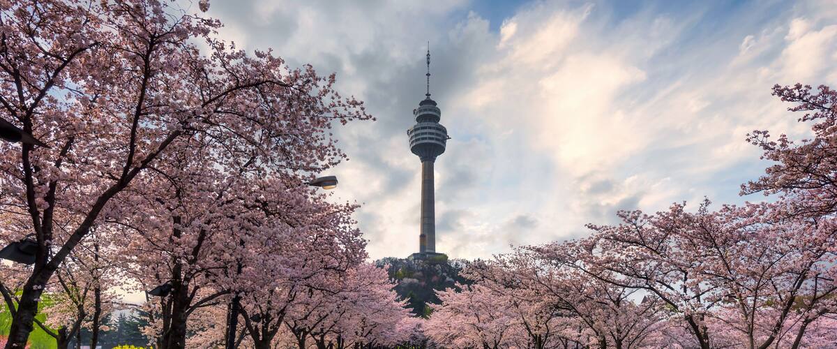 83 Tower is a landmark of Daegu city and cherry blossom tree during the spring season this area is popular sakura spot at in Daegu city South Korea., Shutterstock ID 1110150683, Purchase Order: -