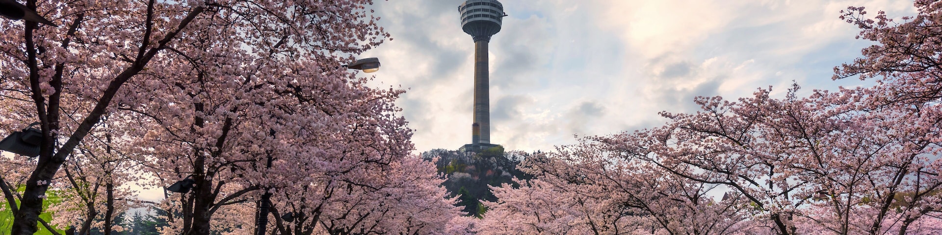 83 Tower is a landmark of Daegu city and cherry blossom tree during the spring season this area is popular sakura spot at in Daegu city South Korea., Shutterstock ID 1110150683, Purchase Order: -