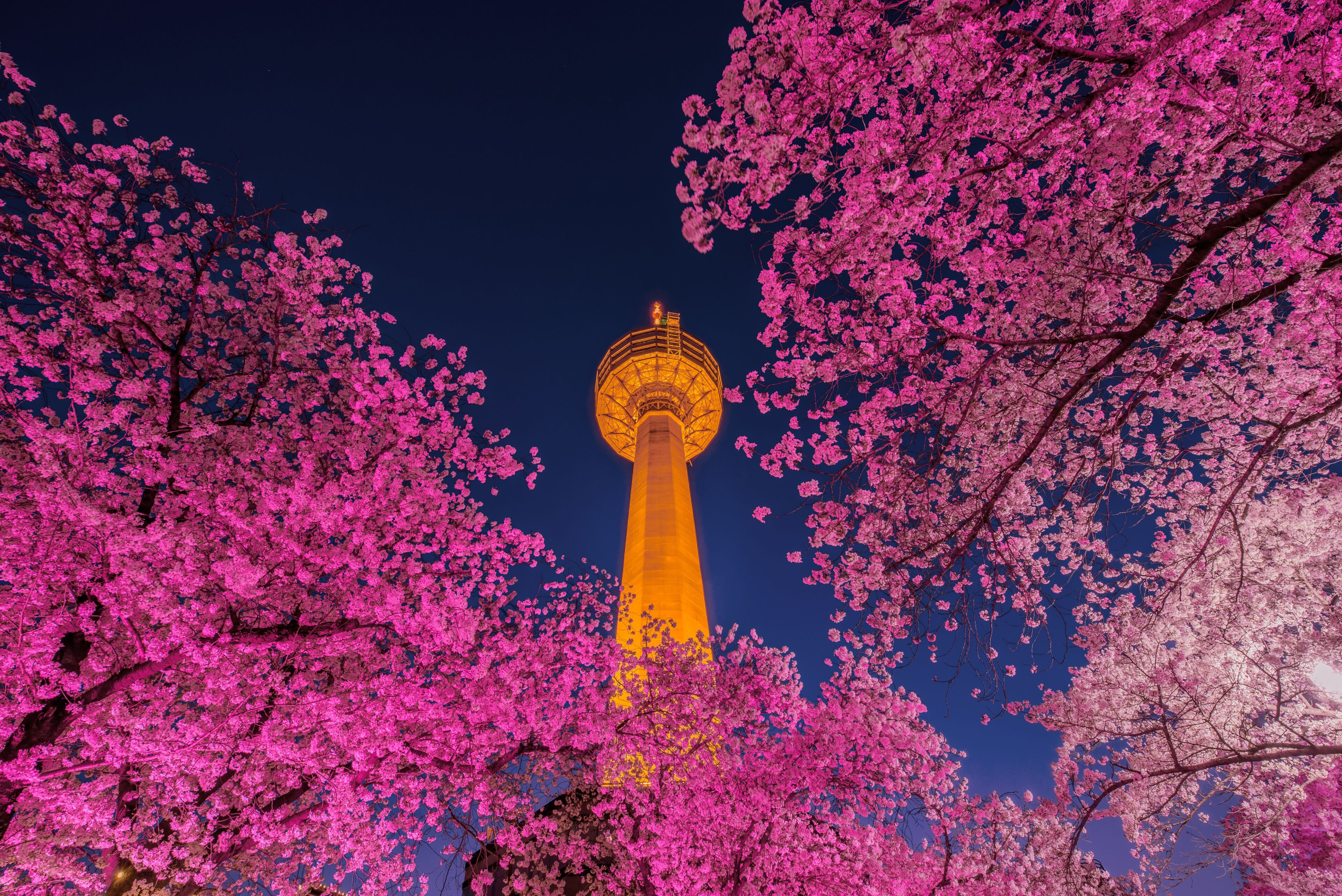 Daegu, South Korea - April 28, 2021 See the Cherry Blossom Night at E-World 83 Tower.