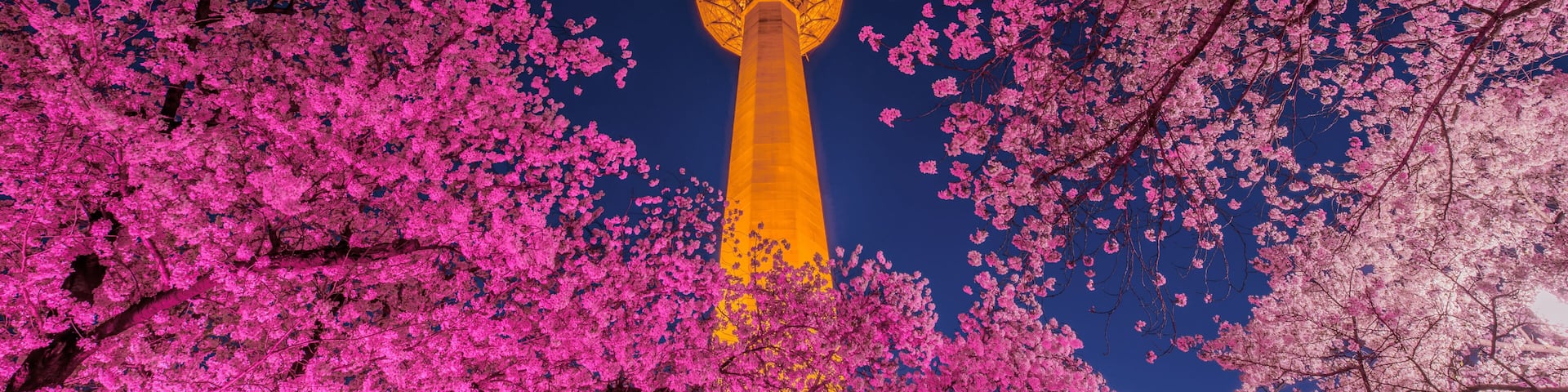 Daegu, South Korea - April 28, 2021 See the Cherry Blossom Night at E-World 83 Tower.