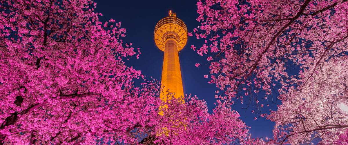 Daegu, South Korea - April 28, 2021 See the Cherry Blossom Night at E-World 83 Tower.