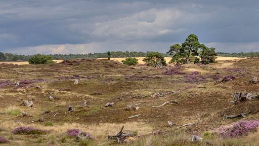 Panoramic view of National Park De Hoge Veluwe, Gelderland, in he Netherlands