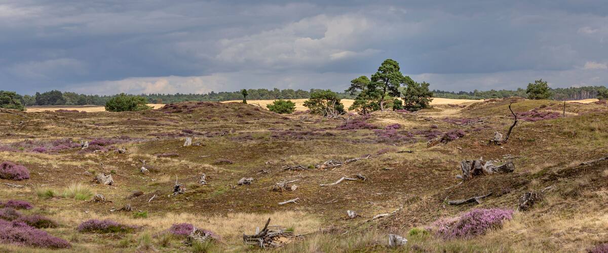 A moorland landscape with heather, scattered trees, and a cloudy sky.