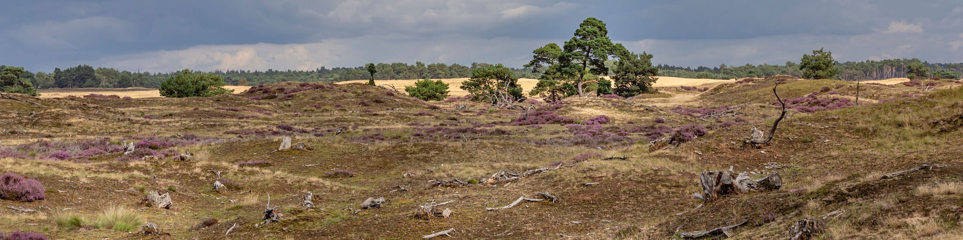 A moorland landscape with heather, scattered trees, and a cloudy sky.