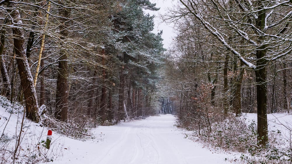 Beautiful white snowy forest landscape scenery, the woods in winter season, trees and road covered in snow, European forest in the Netherlands