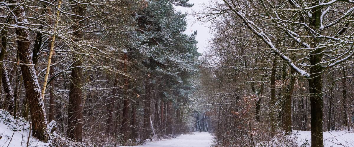 Beautiful white snowy forest landscape scenery, the woods in winter season, trees and road covered in snow, European forest in the Netherlands