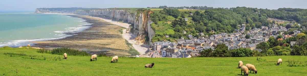 Sheeps on the cliffs above Yport, between Fecamp and Etretat, Normandy, France