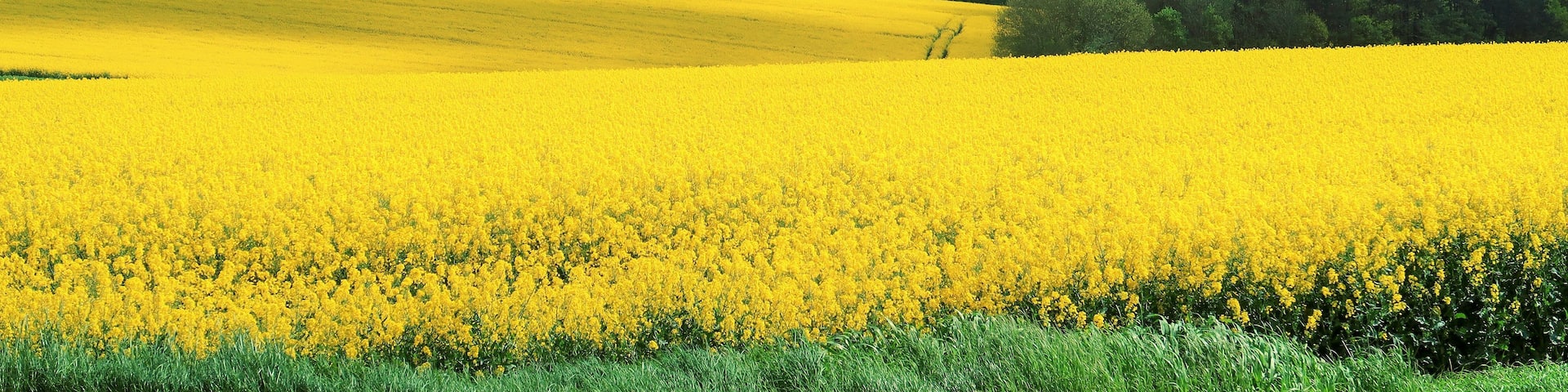 A vast field of yellow flowers, rolling hills, and a distant village.