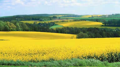 Um extenso campo de flores amarelas, colinas ondulantes e uma aldeia ao longe.