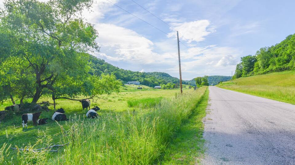 Oreo cows (I believe Buelingo) foraging and living in the beautiful rolling hills driftless amish area of Western Wisconsin.