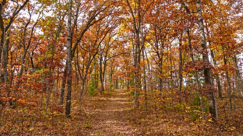 Forest Path in the Fall