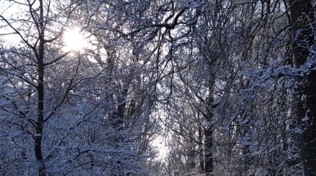 Winter beauty...