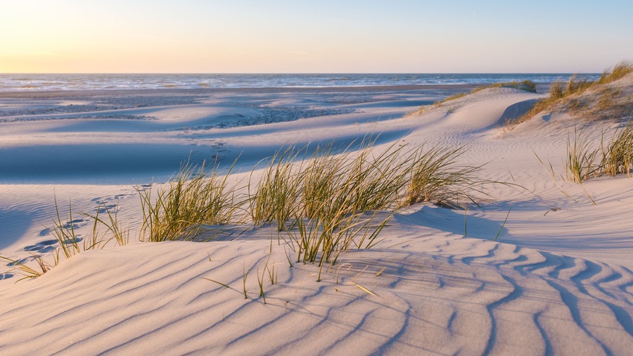 Golden light casts a warm glow on the serene coastal dunes of Blokhus Strand beach Denmark, highlighting the delicate grass swaying in the breeze and the gentle waves lapping at the shore.