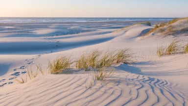 A sandy beach with dunes and sparse grass.