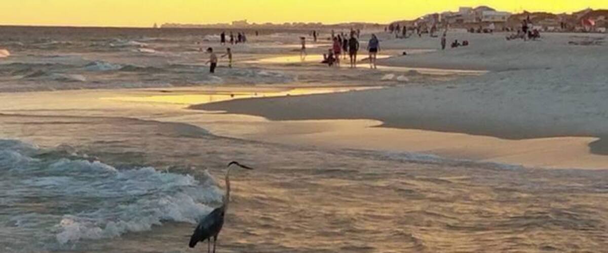 Crane fishing on the beach.