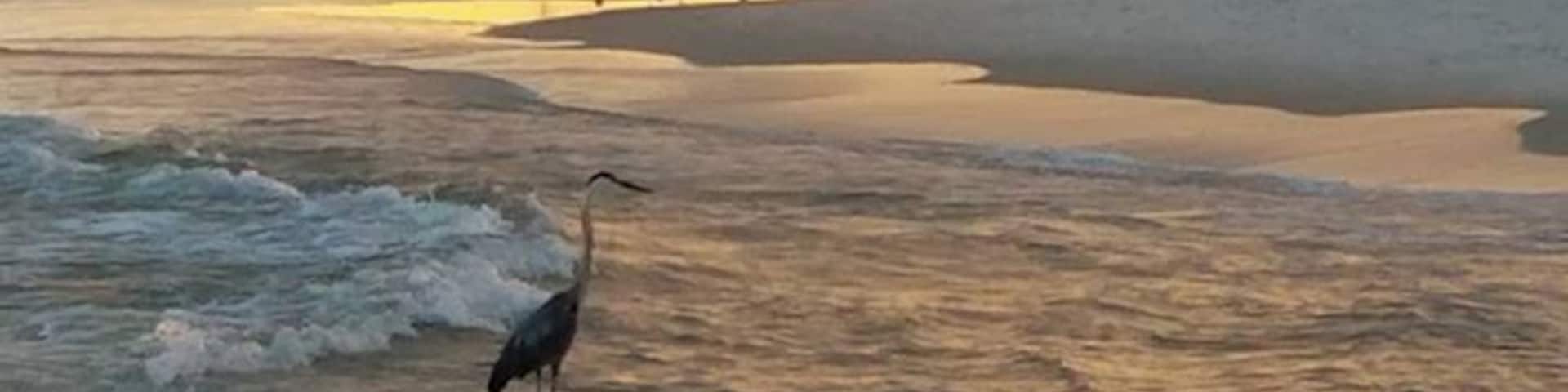 Crane fishing on the beach.