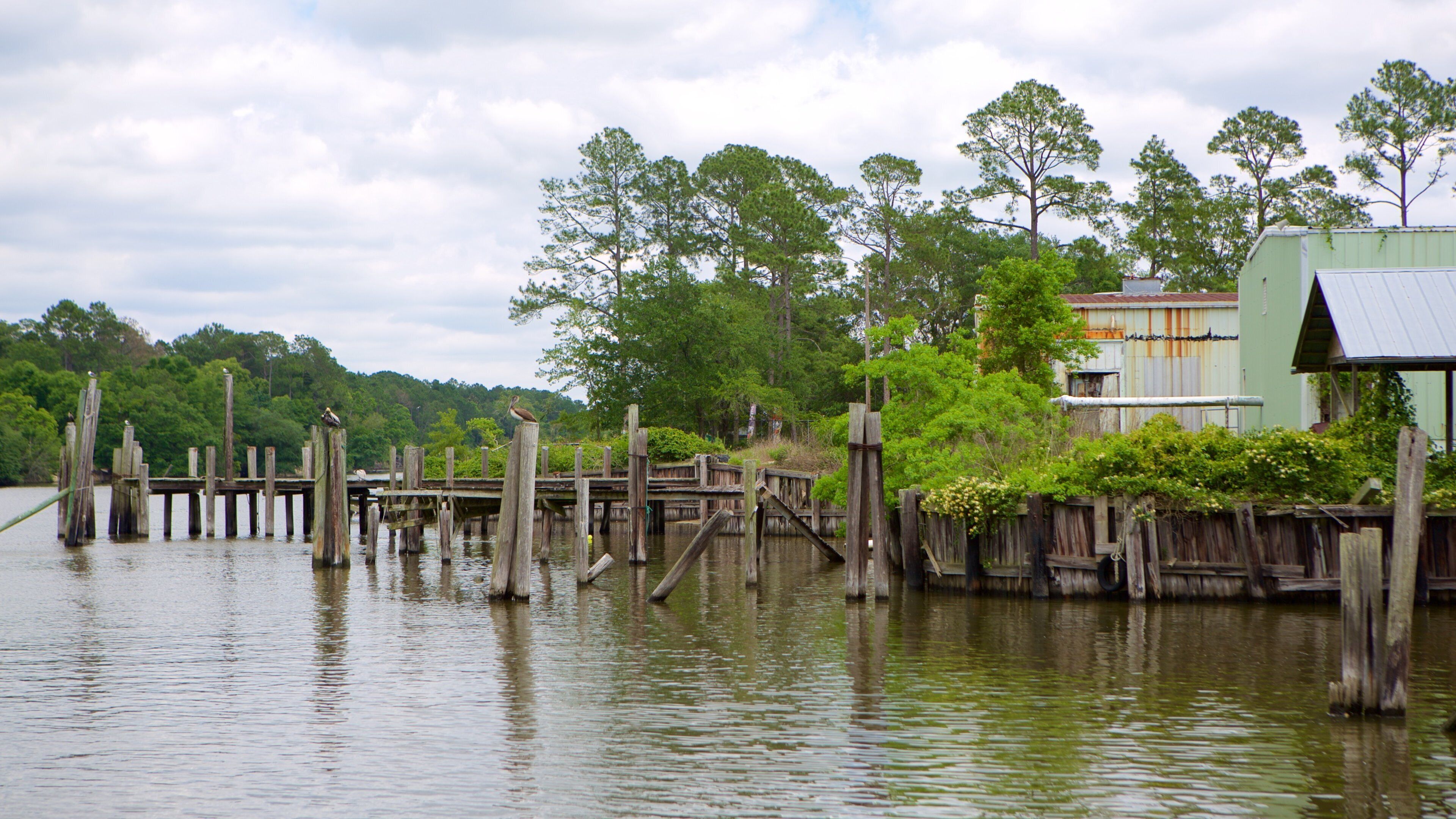A wooden dock extending into a calm lake, surrounded by lush greenery and a few birds perched on the posts.