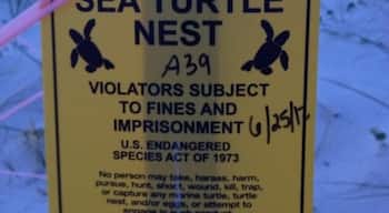 Turtle warning.