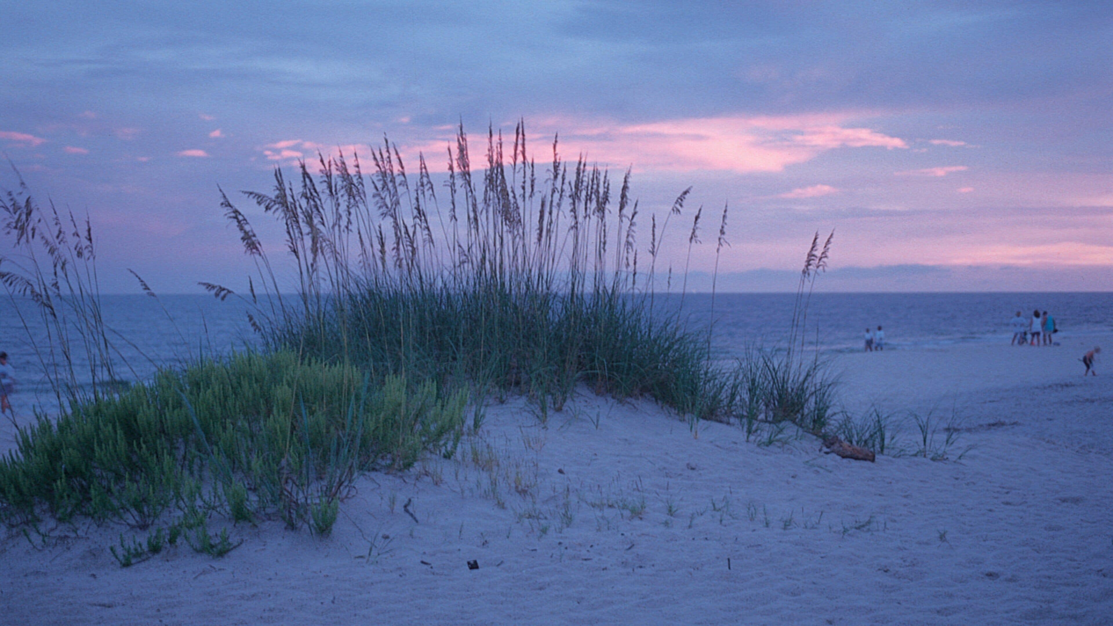A beach with tall grasses and a few people in the distance.
