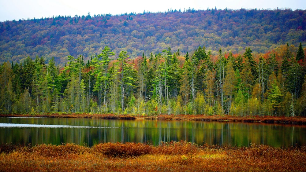 A forested hillside with a calm lake in the foreground.