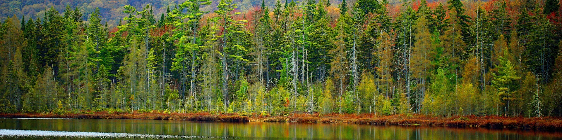 A forested hillside with a calm lake in the foreground.
