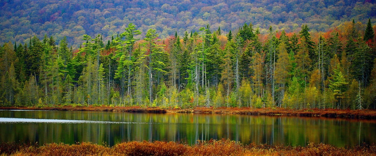A forested hillside with a calm lake in the foreground.