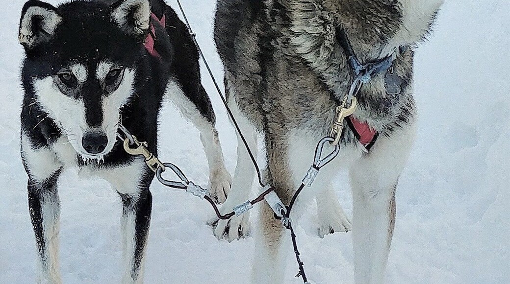 Dogsledding in Quebec (Canada) is so much fun! The dogs enjoy the cold temperature and are very friendly.