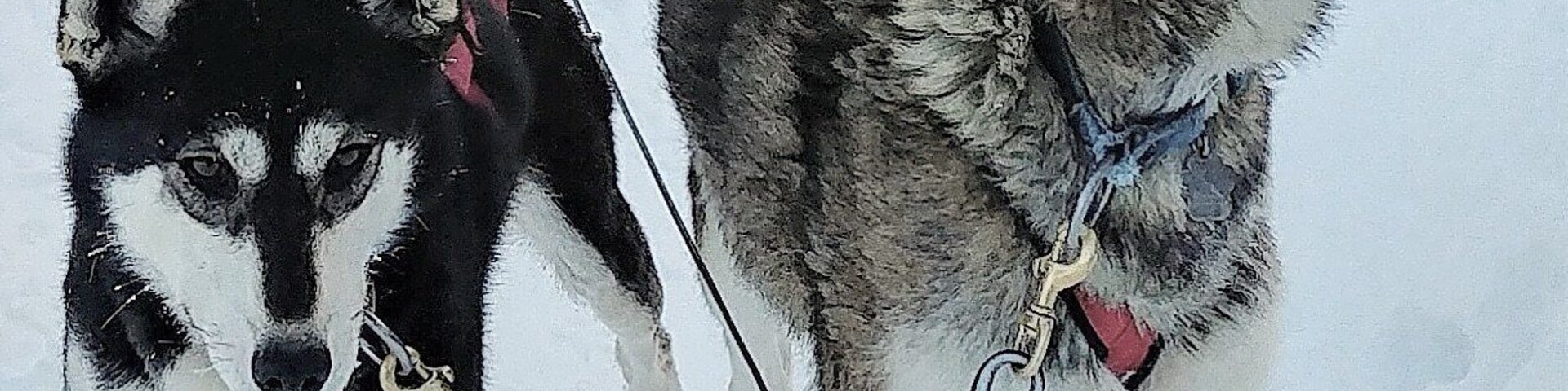 Dogsledding in Quebec (Canada) is so much fun! The dogs enjoy the cold temperature and are very friendly.