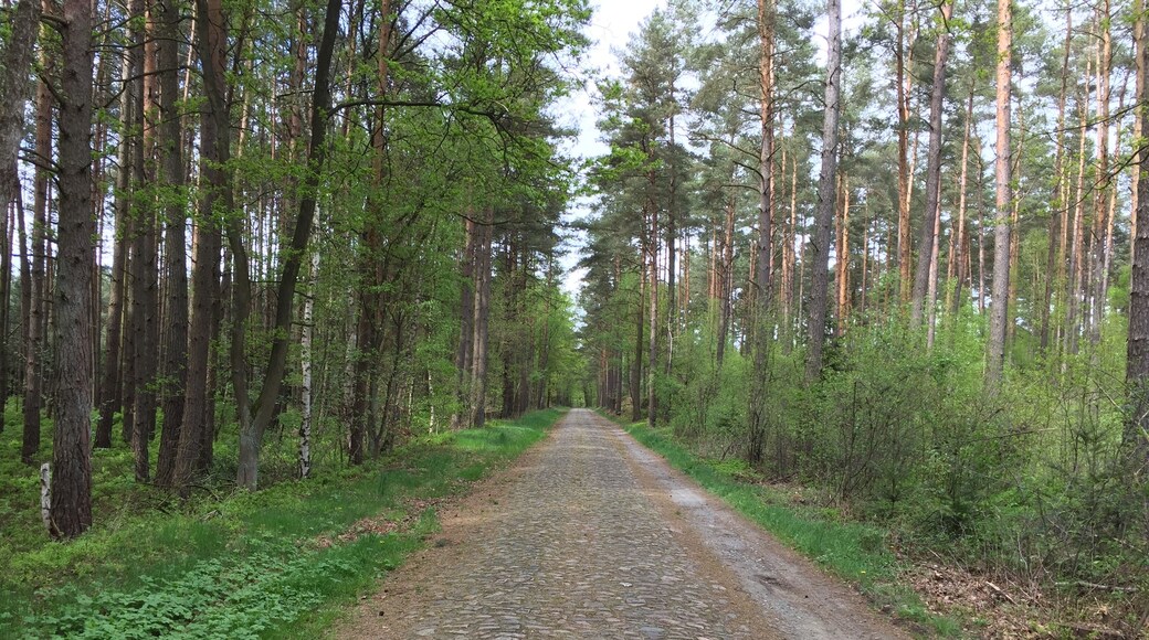 Blick auf den ursprĂŒnglichen Bahnhofsweg zwischen RĂ€ber und Suderburg in der LĂŒneburger Heide