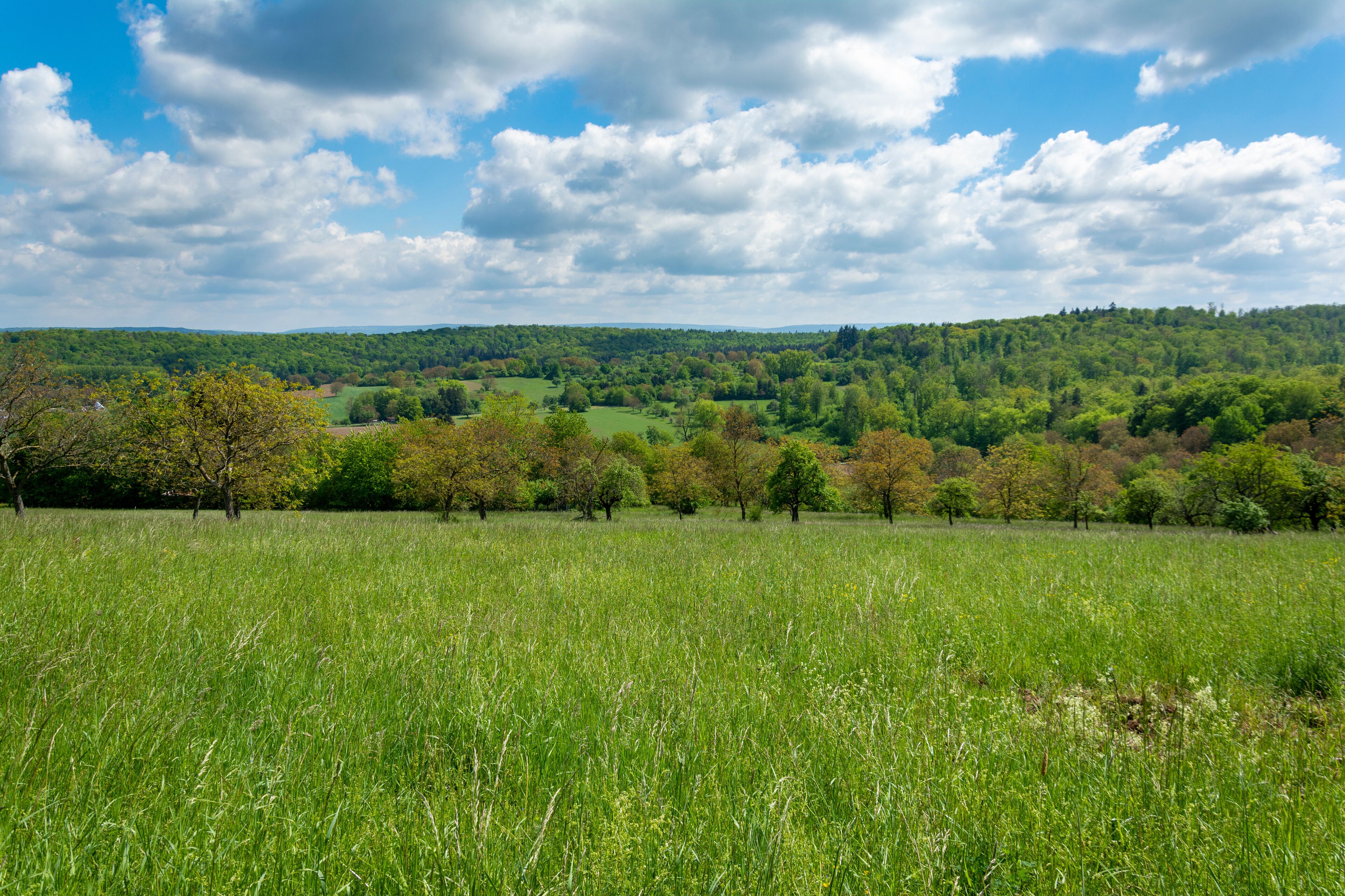 A lush green field with scattered trees and a forested hill in the background under a partly cloudy sky.