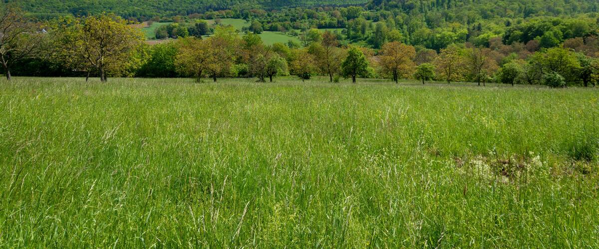 A lush green field with scattered trees and a forested hill in the background under a partly cloudy sky.