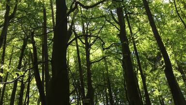 A dense forest with tall trees and sunlight filtering through the leaves.