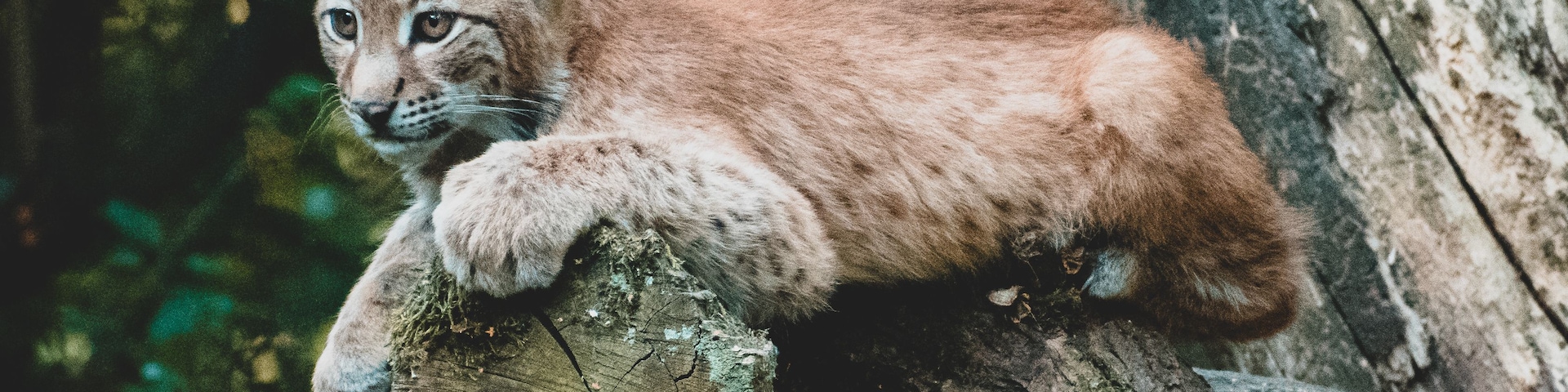 Ein Luchs ruht auf einem Ast im Wald.