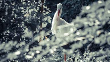 A white stork standing amidst a dense thicket of foliage.