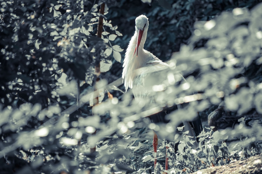 Ein weißer Storch steht inmitten eines dichten Buschwerks.