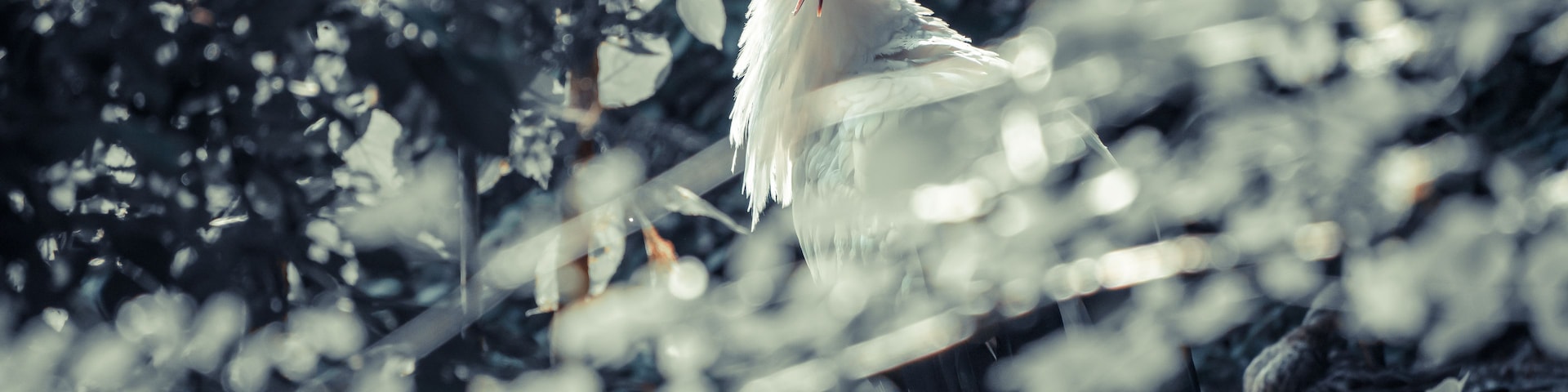 A white stork standing amidst a dense thicket of foliage.