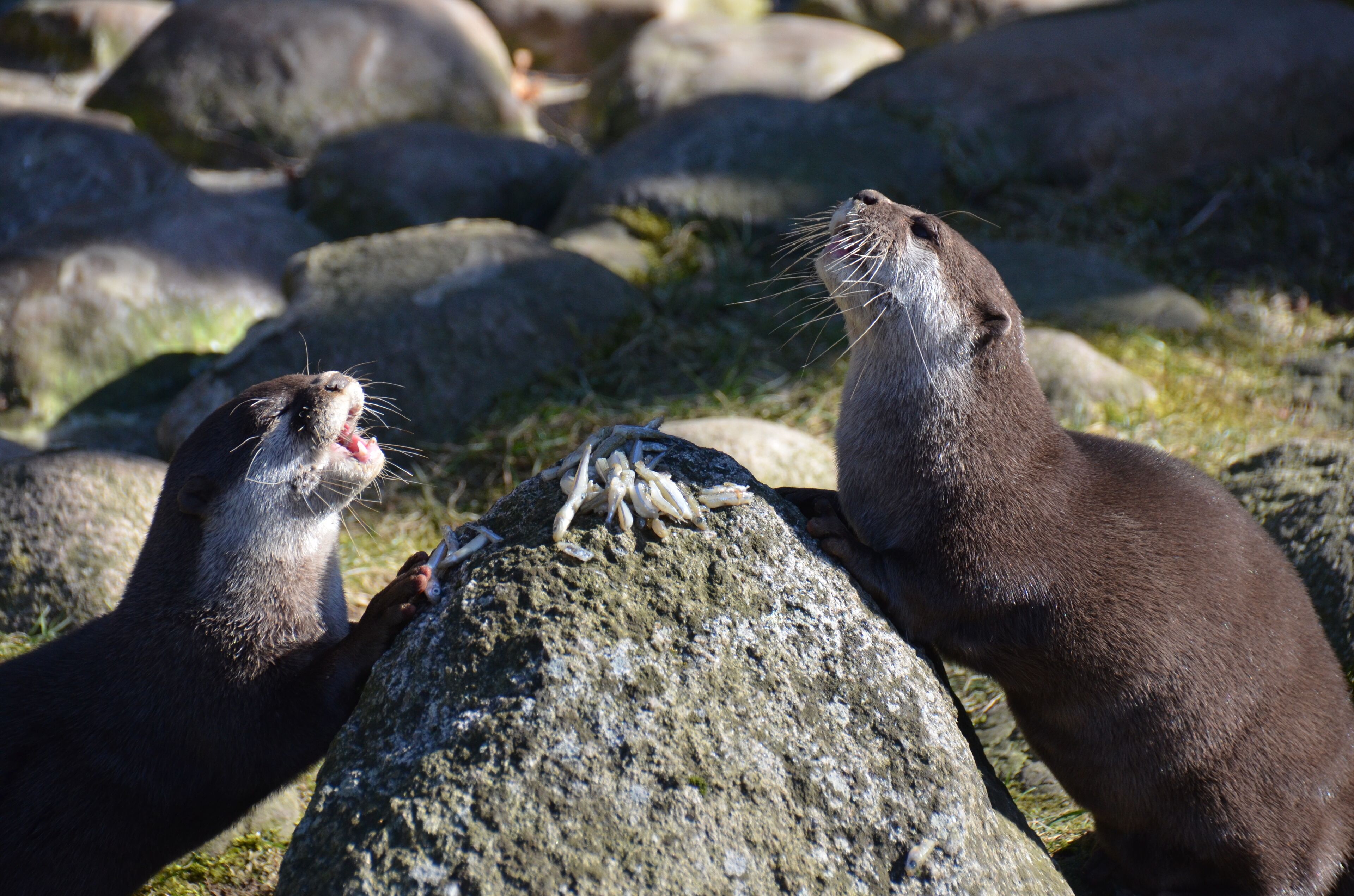 Zwergotter im Wildpark Schwarze Berge