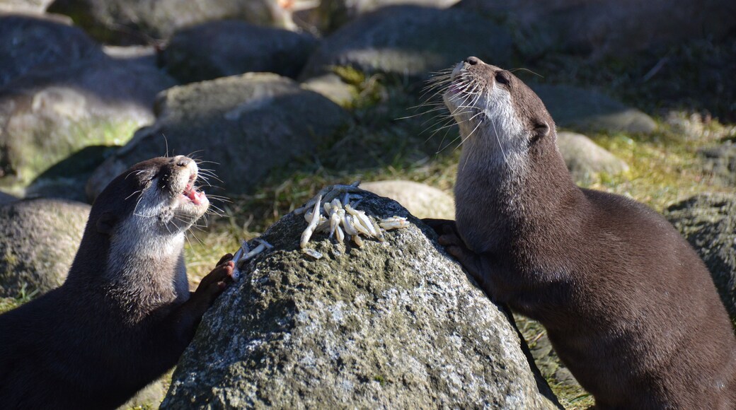 Zwergotter im Wildpark Schwarze Berge