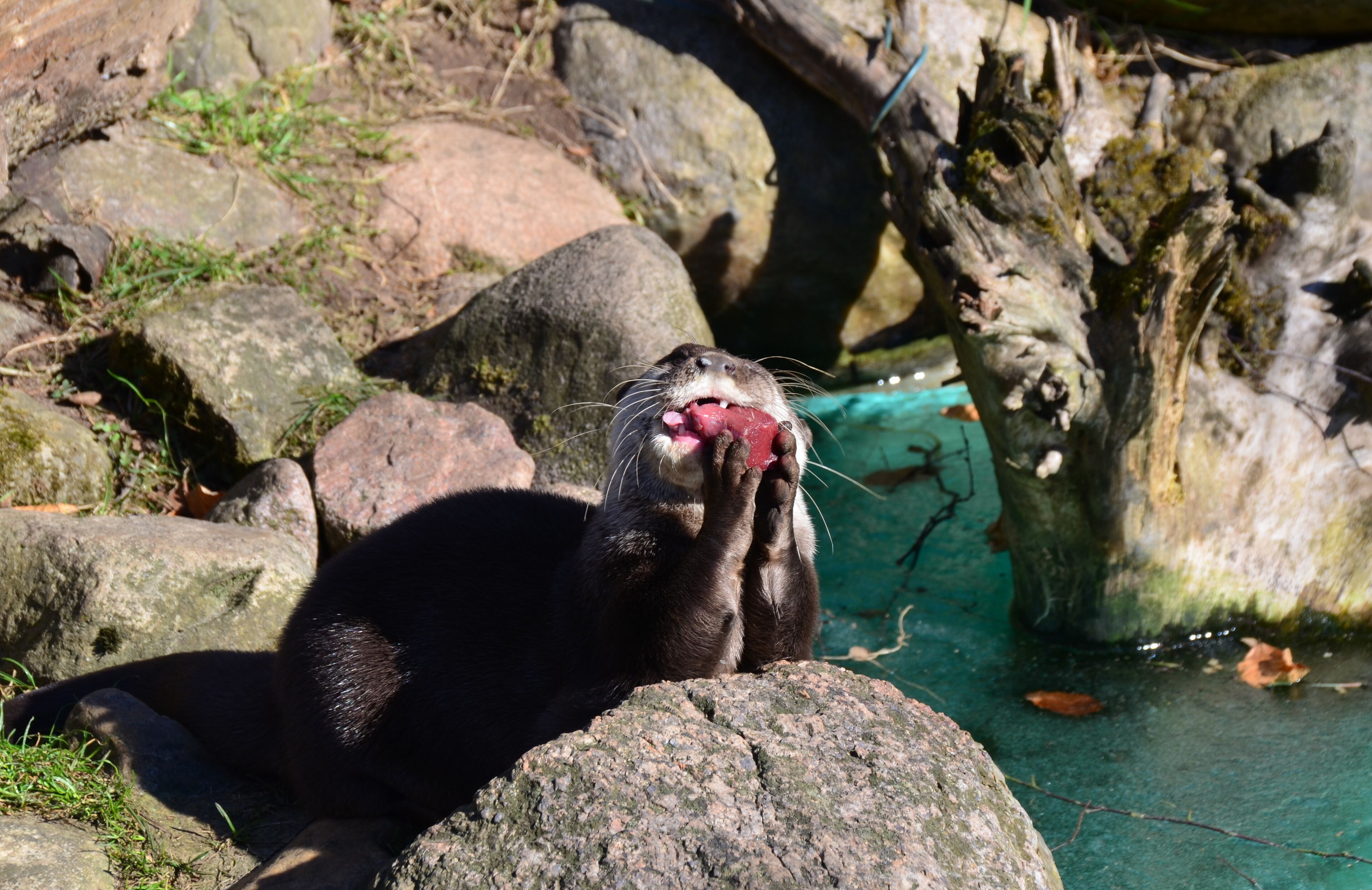 Zwergotter im Wildpark Schwarze Berge