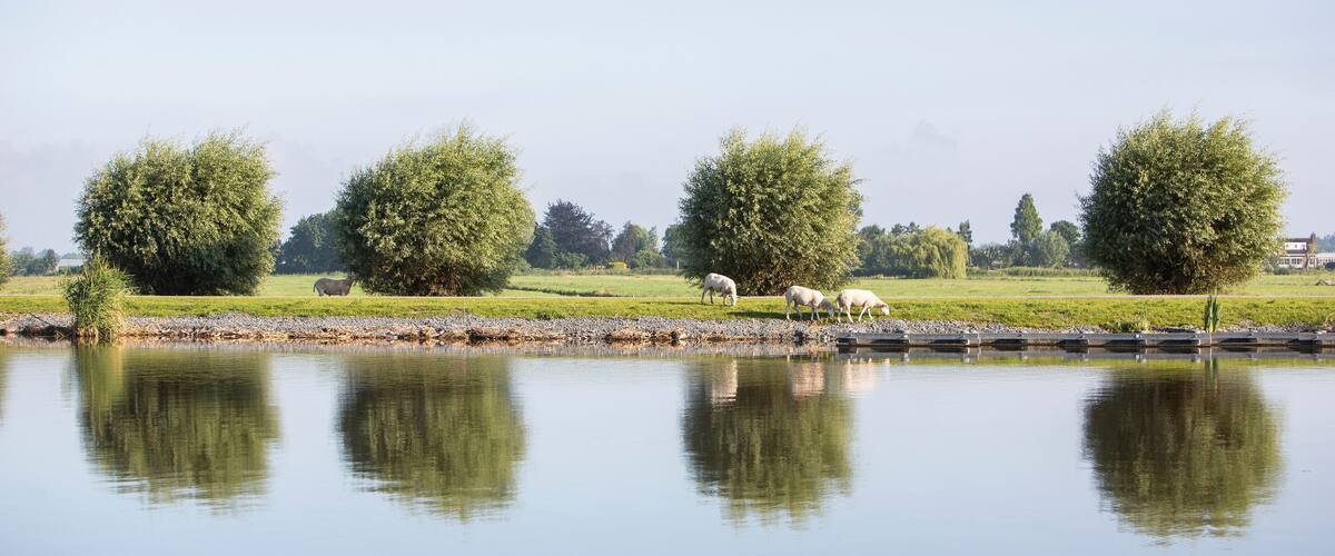 sheep graze on embankment of amstel river not far from amsterdam on sunny summer morning
