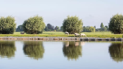 sheep graze on embankment of amstel river not far from amsterdam on sunny summer morning