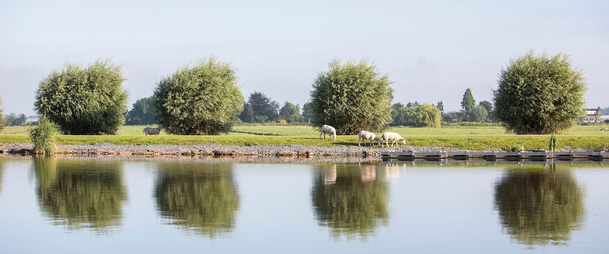 A calm river reflecting trees and a grassy bank with sheep grazing.