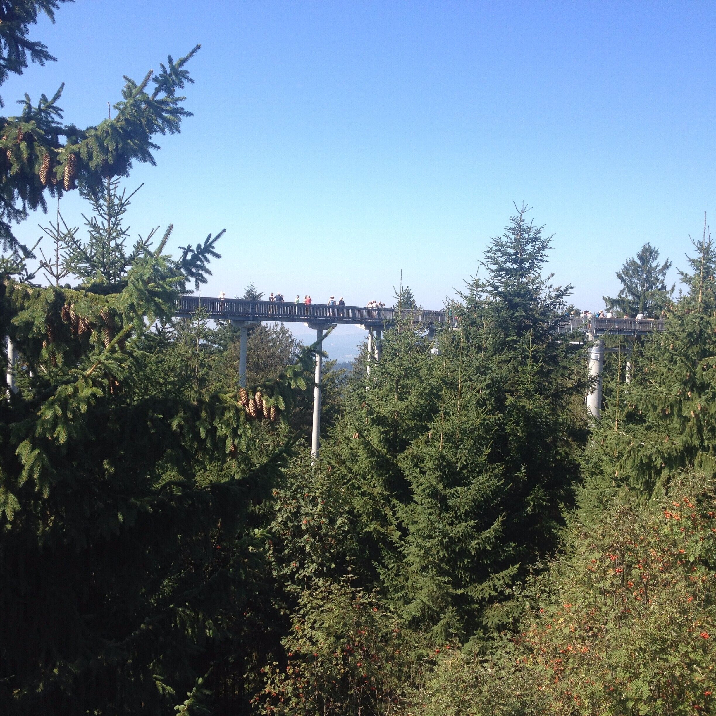 #lifeatexpedia #abovethetrees #waldwipfelweg 